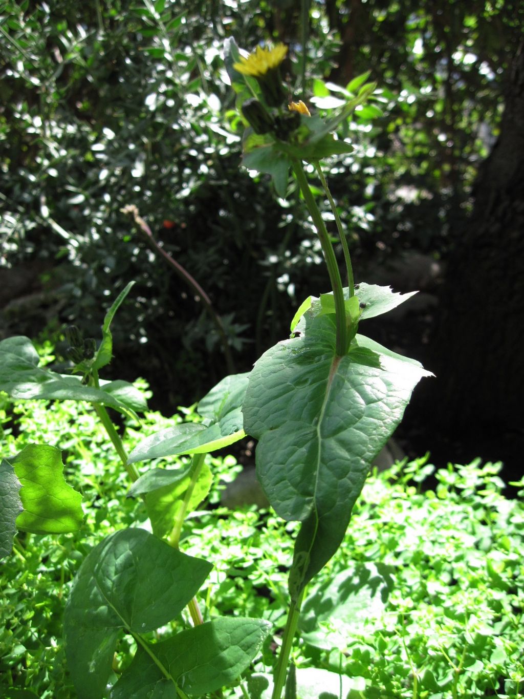 Sonchus oleraceus / Grespino comune